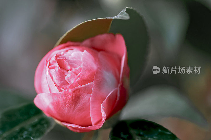 山茶花(Camellia japonica L.)马克斯Goodley山茶科